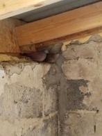 Een prachtig koppel wijnrode halsringduiven, Dieren en Toebehoren