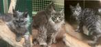 3 Mooie lieve maine coon katers, Dieren en Toebehoren, Katten en Kittens | Raskatten | Langhaar, Kater