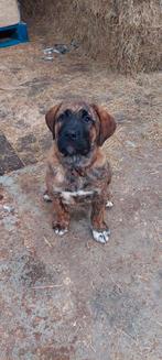 Kruising. Presa canario  Caucasian Shepherd  . reu  11 weke, 8 tot 15 weken, Parvo, Eén hond, Nederland