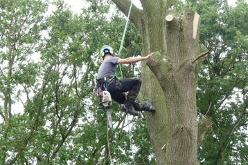 boomonderhoud boomverzorging bomen snoeien en verwijderen. beschikbaar voor biedingen