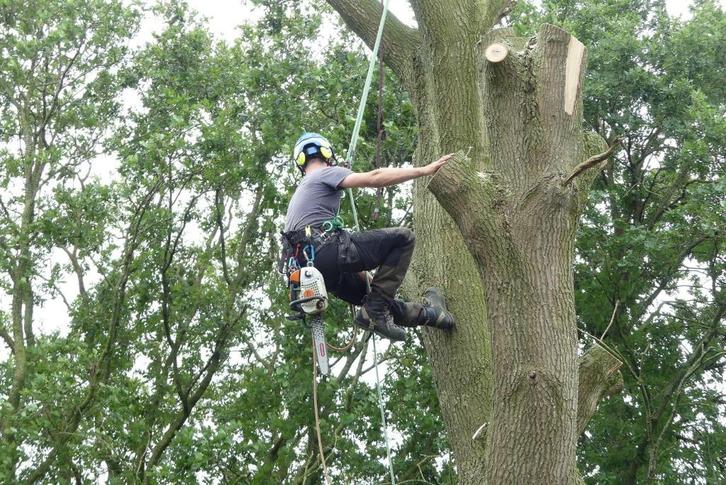 boomonderhoud boomverzorging bomen snoeien en verwijderen., Tuin en Terras, Planten | Bomen, Overige soorten, Volle zon, Ophalen of Verzenden