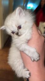 Ragdoll Kittens, Kater