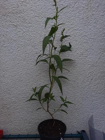 Wederik, Lysimachia clethroides, witte bloei beschikbaar voor biedingen
