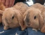 Schattige en tamme hangoorkonijnen (vermoedelijk rammen), Dieren en Toebehoren, Konijnen, Mannelijk, Klein, Hangoor, 0 tot 2 jaar
