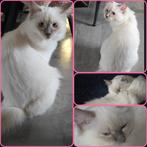 Ragdoll Kittens Zoeken Gouden Krabpaal met Liefdevol Pers, Meerdere dieren, Met stamboom, 0 tot 2 jaar