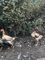 2 mooie Shamo hennen van 2024, Dieren en Toebehoren, Pluimvee, Vrouwelijk, Kip
