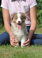 Prachtige miniature american shepherd pups Aussie mas, Dieren en Toebehoren, CDV (hondenziekte), 8 tot 15 weken, Meerdere, Nederland