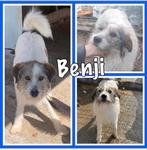 Lieve honden uit Roemenië voor opvang of adoptie, Dieren en Toebehoren, Honden | Niet-rashonden, Particulier, Meerdere, 3 tot 5 jaar