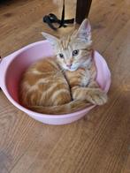 Halve Maine Coon kittens, Dieren en Toebehoren, Katten en Kittens | Raskatten | Langhaar, Meerdere dieren, Gechipt, 0 tot 2 jaar