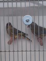 2 forse Europese groenlingen wildkleur split satinet, Mannelijk, Wildzangvogel, Geringd