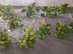 Aquarium plant Anubia., Ophalen of Verzenden, Plant(en), Steen of Hout