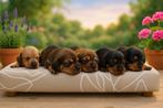 standaard ruwharige teckel pups met stamboom, Dieren en Toebehoren, Honden | Teckels en Dashonden, Standaard, CDV (hondenziekte)