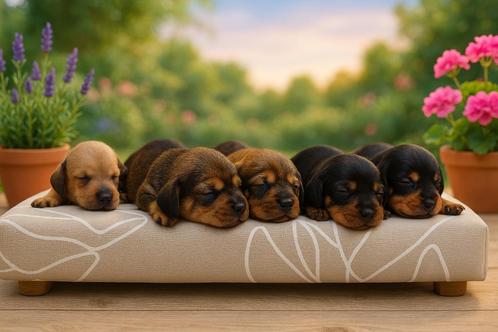 standaard ruwharige teckel pups met stamboom, Dieren en Toebehoren, Honden | Teckels en Dashonden, Meerdere dieren, Ruwhaar, Standaard