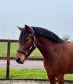 Groene New Forest pony om verder door te trainen, Dieren en Toebehoren, Pony's, Merrie, Zadelmak, Gechipt, 7 tot 10 jaar