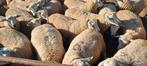 Swifter weide rammen, Dieren en Toebehoren, Schapen, Geiten en Varkens, Mannelijk, Schaap