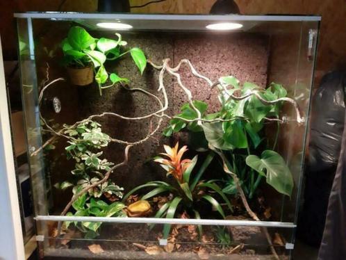 Duurzaam glazen Jemen Kameleon Terrarium, op maat gemaakt, Dieren en Toebehoren, Reptielen en Amfibieën | Toebehoren, Nieuw, Terrarium of Paludarium