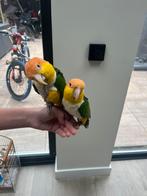 Cijk koppel, Dieren en Toebehoren, Vogels | Parkieten en Papegaaien, Meerdere dieren, Parkiet, Tam