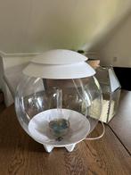 Biorb Halo30 aquarium!, Gebruikt, Ophalen of Verzenden, Leeg aquarium