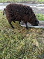 Ram uit 2025, Mannelijk, Schaap