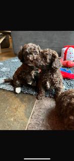 Leuke, speelse maltipoo pups!, Dieren en Toebehoren, Honden | Niet-rashonden, CDV (hondenziekte), 8 tot 15 weken, Meerdere, Meerdere dieren