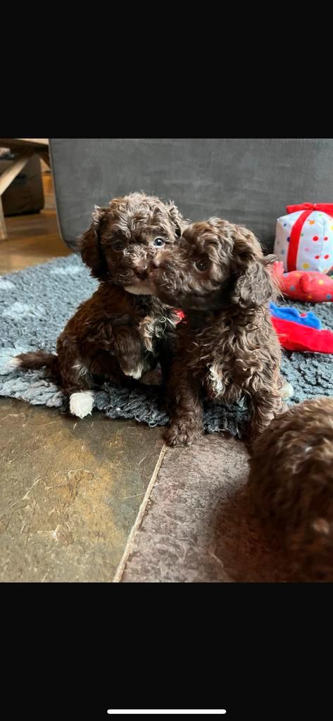 Leuke, speelse maltipoo pups!, Dieren en Toebehoren, Honden | Niet-rashonden, Klein, Meerdere dieren, Fokker | Hobbymatig, Meerdere