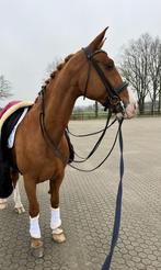 Rondgenaaid stang en trens hoofdstel, Ophalen of Verzenden, Gebruikt, Dressuur