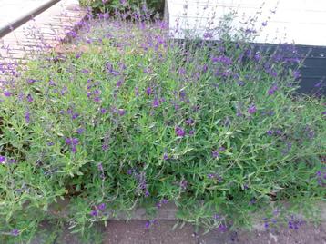Salvia coahuilensis, coahuila-salie, Mexicaanse salie beschikbaar voor biedingen