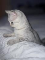 Britse korthaar x Ragdoll silver tabby kitten, Dieren en Toebehoren, Poes, Ontwormd, 0 tot 2 jaar