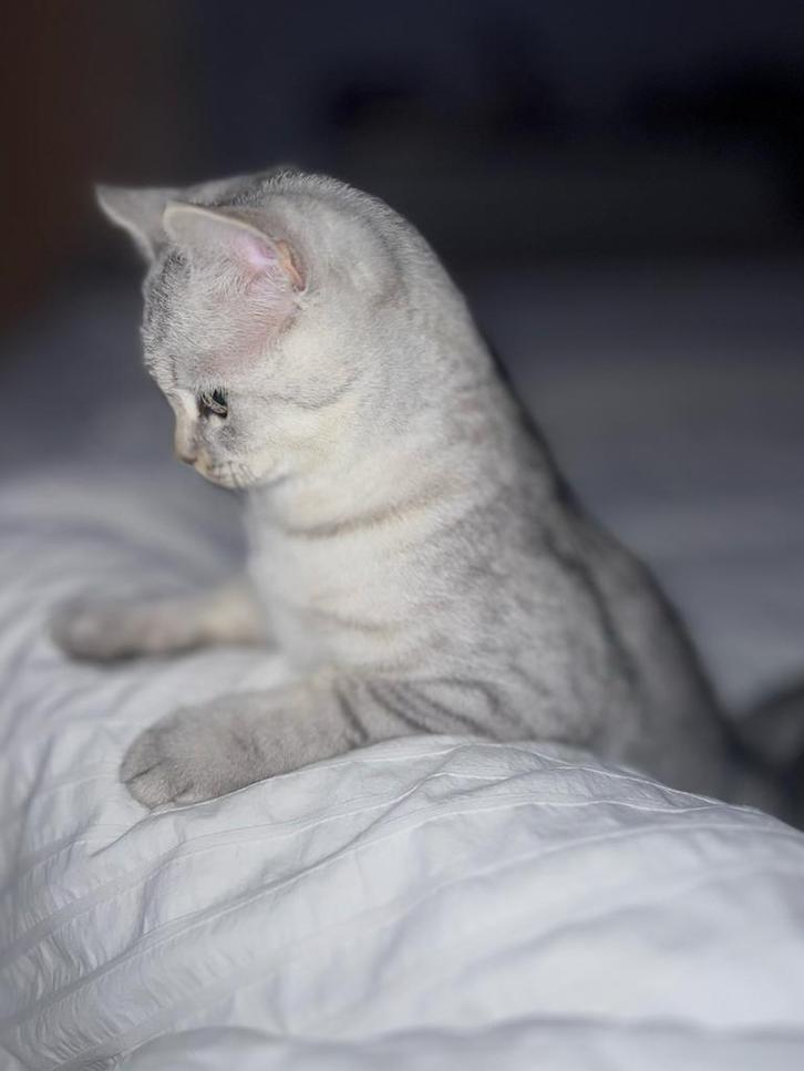 Britse korthaar x Ragdoll silver tabby kitten, Dieren en Toebehoren, Katten en Kittens | Raskatten | Korthaar, Poes, 0 tot 2 jaar