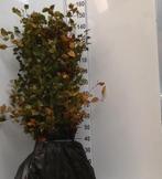 Fagus sylvatica - Beukenheg - Beukenhaag - Alle maten, Tuin en Terras, Ophalen of Verzenden, Beukenhaag, 100 tot 250 cm