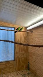 Roodvleugel parkiet, Dieren en Toebehoren, Meerdere dieren, Parkiet