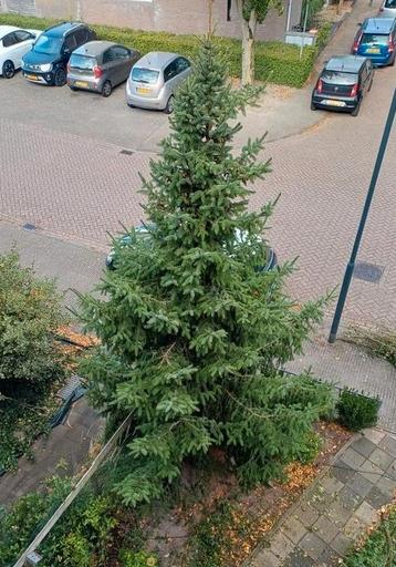 Echte Dennenboom kerstboom 5 meter hoog beschikbaar voor biedingen