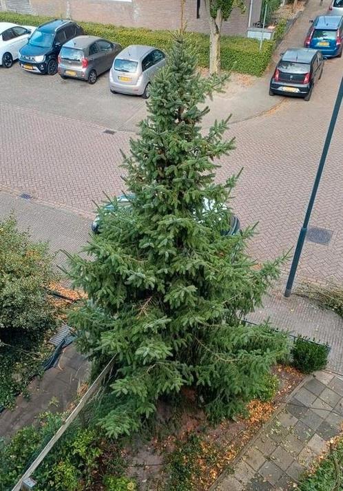 Echte Dennenboom kerstboom 5 meter hoog, Tuin en Terras, Planten | Bomen, Overige soorten, 400 cm of meer, Volle zon, Ophalen