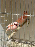 Verschillende Harlekijn kanarie mannen, Dieren en Toebehoren, Vogels | Kanaries, Mannelijk, Kleurkanarie