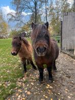 4 shetland pony’s te koop, Dieren en Toebehoren, Paarden, Minder dan 160 cm, Niet van toepassing, 0 tot 2 jaar, Meerdere dieren