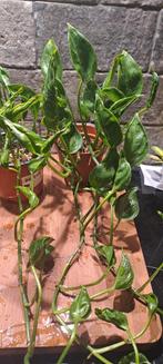 Epipremnum Shangri-la, Ophalen of Verzenden, Overige soorten, Minder dan 100 cm
