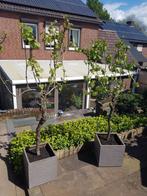 Oude druivenstokken, Tuin en Terras, Planten | Bomen, Overige soorten, Ophalen