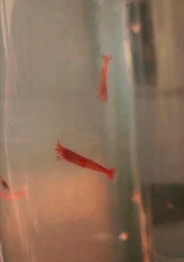 GEZOCHT zoetwater garnalen Meerstad Groningen of opsturen beschikbaar voor biedingen