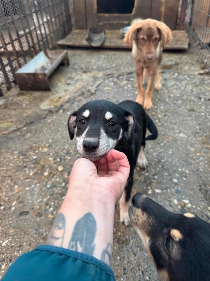 Misty en Pebble 2 klein medium teefjes, Dieren en Toebehoren, Honden | Niet-rashonden, Middel, Teef, Particulier, Meerdere, Buitenland