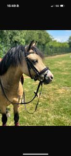 🥇 🥇Top wedstrijdpony te koop 🥇🥇, Gechipt, Ruin, M, Springpony