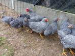 Te koop prachtigewyandottes krielen gestreept, Dieren en Toebehoren, Pluimvee, Meerdere dieren, Kip