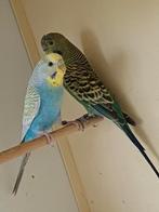 Koppel Blackface x split blf, Dieren en Toebehoren, Vogels | Parkieten en Papegaaien, Meerdere dieren, Parkiet, Geringd