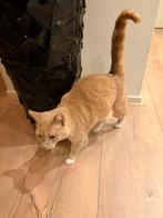 Simba 4 jaar oud, Dieren en Toebehoren, Katten en Kittens | Overige Katten, Kater