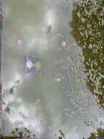 Vijver vissen en waterplanten, Ophalen, Zo goed als nieuw