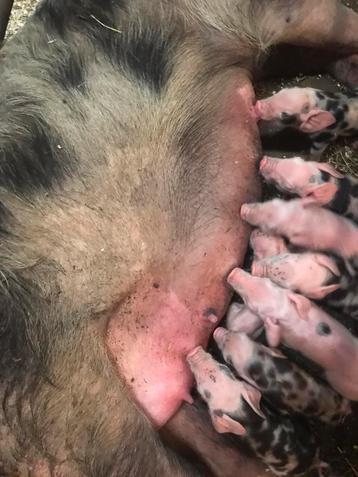 Te koop nog 4 mooi biggen moeder Bentheimer vader pitrain  beschikbaar voor biedingen