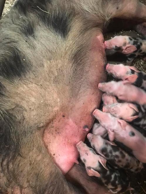 Te koop nog 4 mooi biggen moeder Bentheimer vader pitrain, Dieren en Toebehoren, Schapen, Geiten en Varkens, Varken, Meerdere dieren
