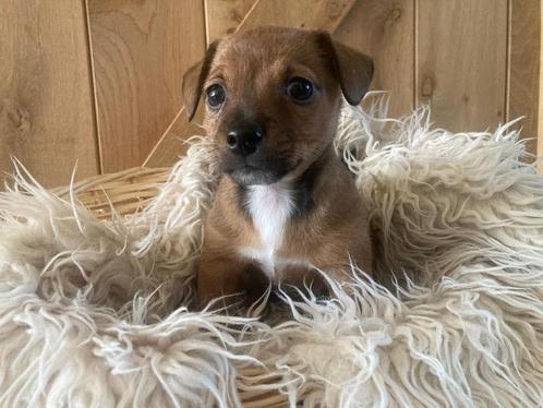 2 puppy’s te koop, Dieren en Toebehoren, Honden | Jack Russells en Terriërs, Meerdere dieren, Jack Russell Terriër, Particulier