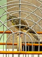 Te koop Citroenborst Edelzangers Man, Dieren en Toebehoren, Vogels | Overige Vogels, Mannelijk, Tropenvogel, Geringd