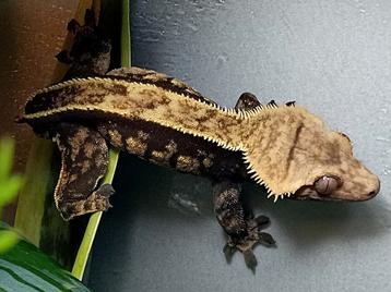 Mooie wimpergekko man  beschikbaar voor biedingen