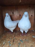 Koppel witte kings kingduiven, Dieren en Toebehoren, Meerdere dieren, Overige soorten